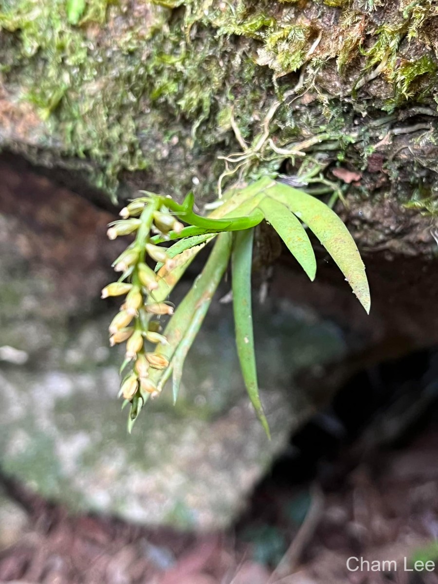 Oberonia longibracteata Lindl.